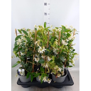 Trachelospermum jasm.