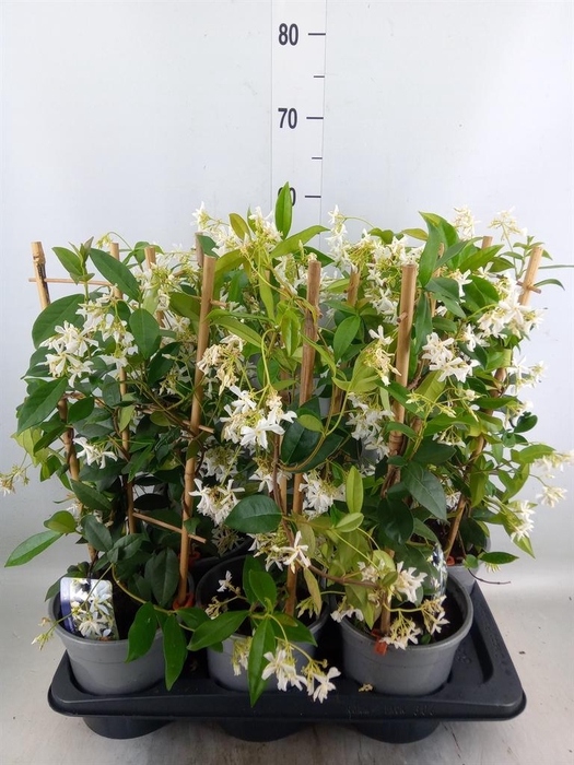 <h4>Trachelospermum jasm.</h4>