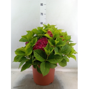 Hydrangea mac. 'Hi Tornado'