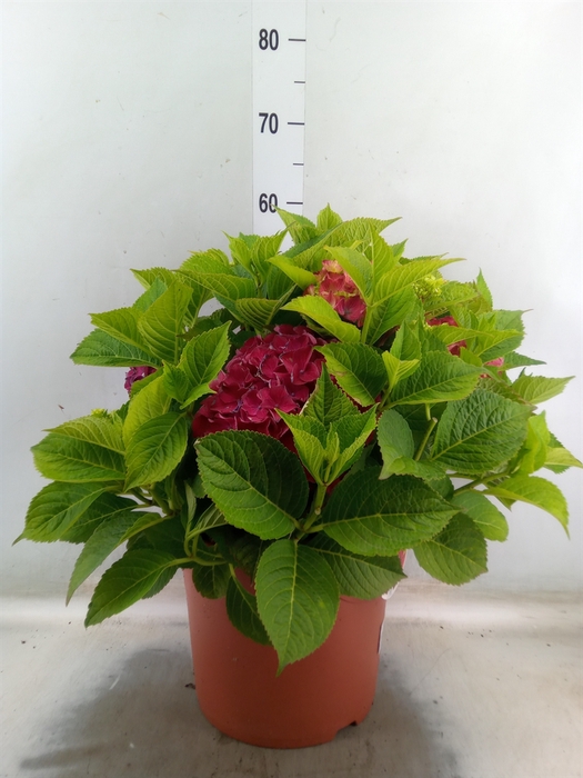 <h4>Hydrangea mac. 'Hi Tornado'</h4>