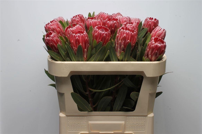 <h4>PROTEA LANCELOT</h4>