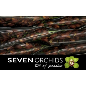 CYMB T ORANGE COUNTY