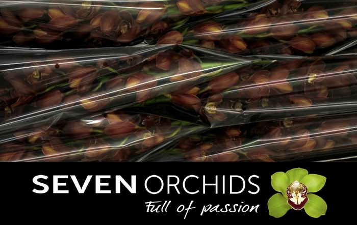 <h4>CYMB T ORANGE COUNTY</h4>