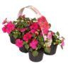 <h4>6 pack paars</h4>