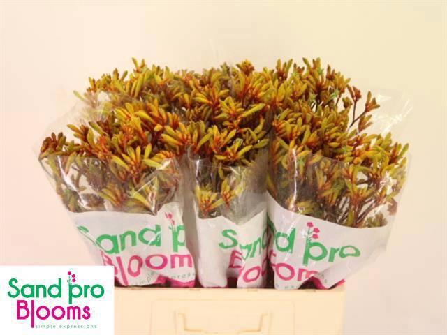 <h4>ANIGOZ GOLD FEVER</h4>