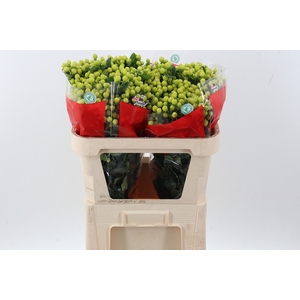 Hyp Smiley Rom 70cm