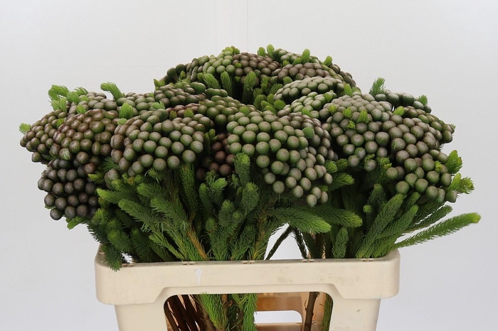 <h4>Cape Green Albiflora</h4>