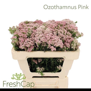 OZOTH COOKS TALL PIN