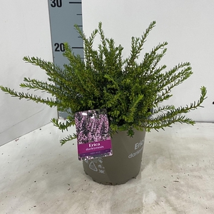 Erica darleyensis Ghost Hills