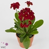Primula elat. 'Stella Leuchtrot'