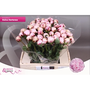 PAEO L REINE HORTENS