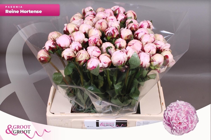 <h4>PAEO L REINE HORTENS</h4>