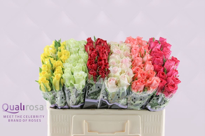 <h4>R Gr Mix Qualirosa</h4>
