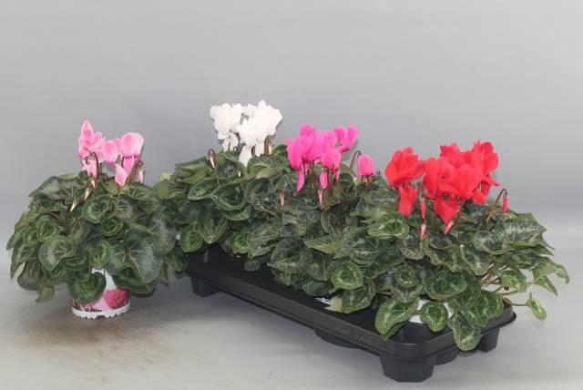 <h4>CYCL GR SUP XL</h4>