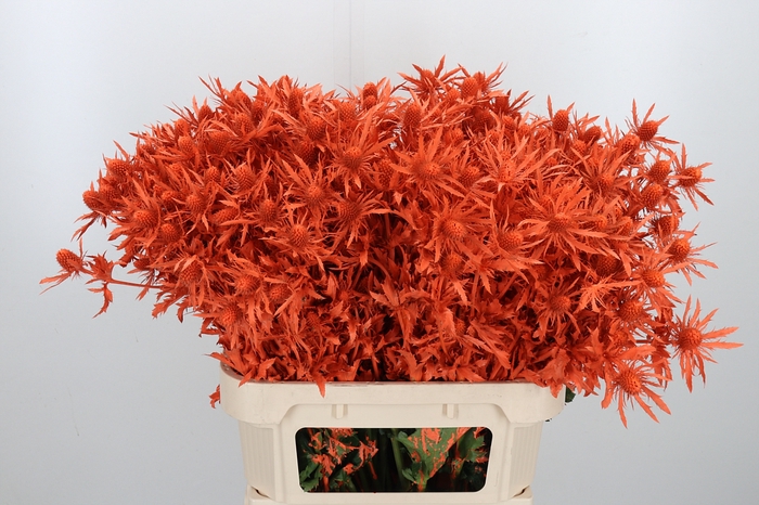 <h4>Eryn Orion Kl Bh Oranje</h4>