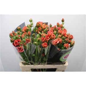 Ranunculus Nat Moderna Carezza