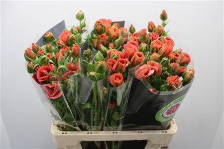 Ranunculus Nat Moderna Carezza