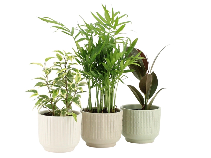 <h4>7501191: Solutionss Groenmix Greenss</h4>