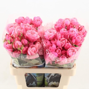 R Tr Silva Pink+