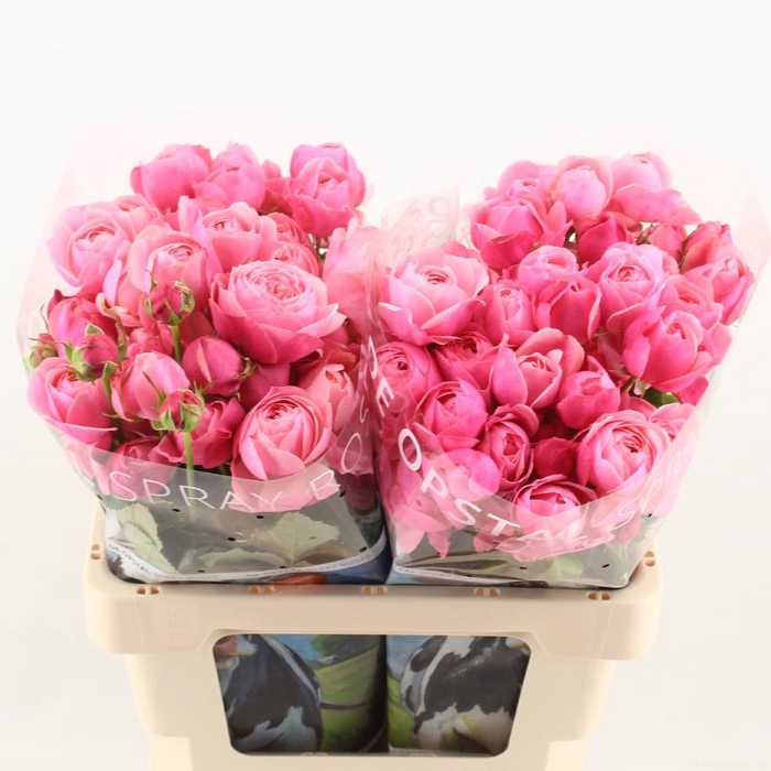 <h4>R tr Silva Pink+</h4>