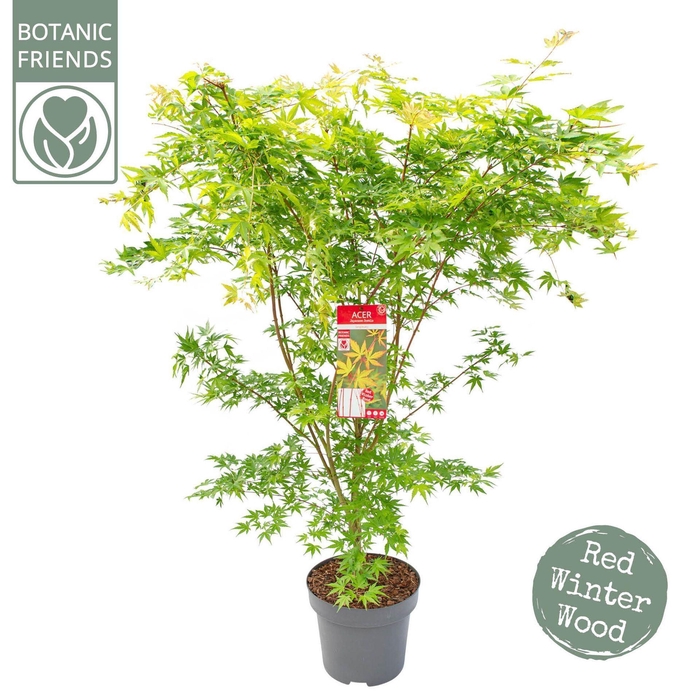 Acer palmatum Sangokaku