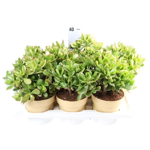 Crassula ovata 'Sunset'