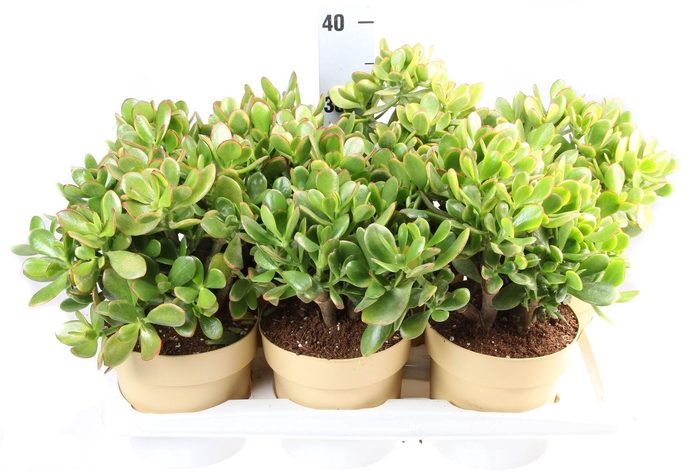 <h4>Crassula ovata 'Sunset'</h4>
