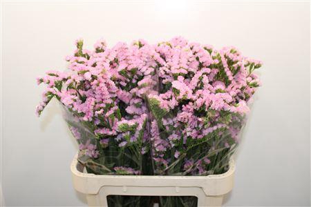 <h4>Lim S Lucia Pimk</h4>