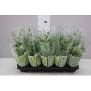 Jasminum Struik 300+