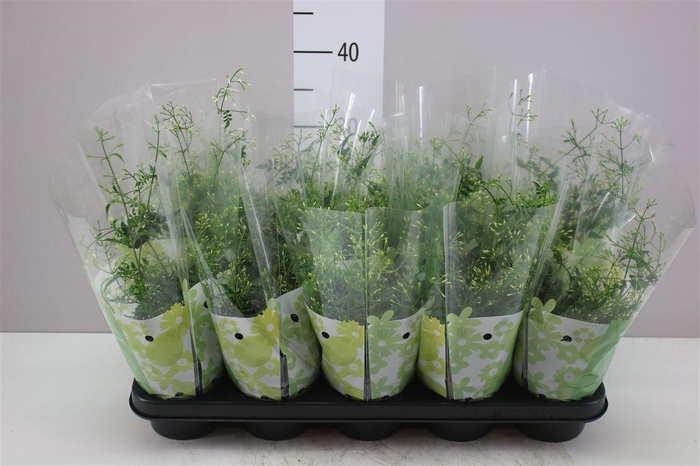 <h4>Jasminum Struik 300+</h4>