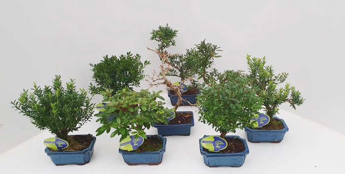 <h4>Bonsai mix outdoor, 15 cm., broom and shape. Without drip tray - Partly without leaves during winter</h4>