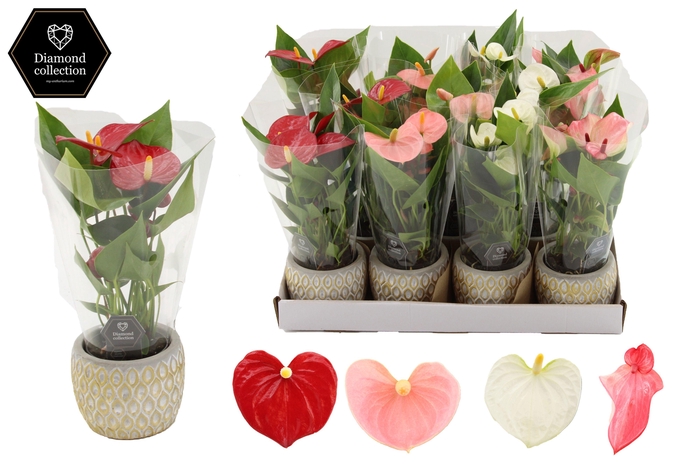 Anthurium 7 cm 4 color mix in Hamburg ceramics