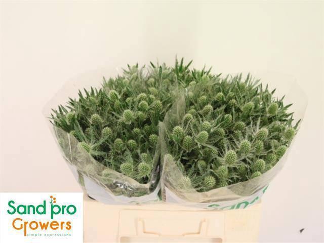 <h4>ERYN MAG WHIT LAGOON</h4>