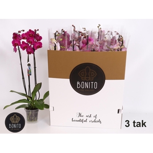 PHAL GEM 5 KL