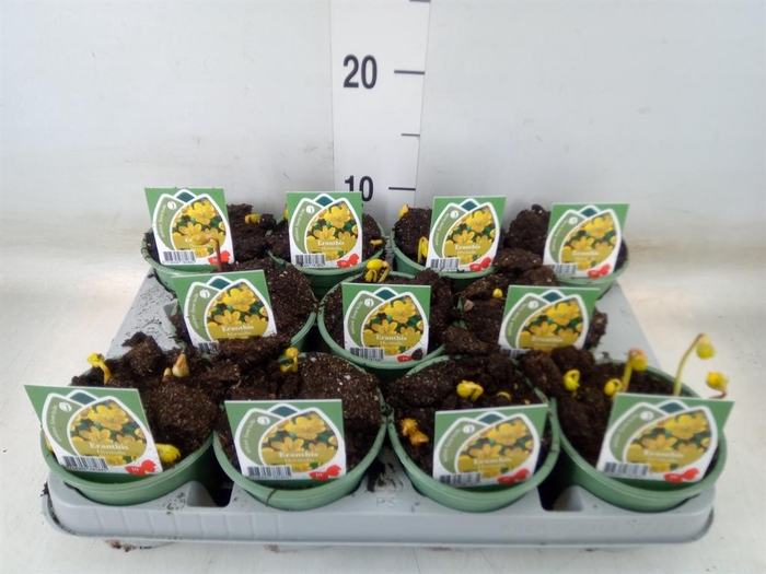 <h4>Eranthis hyemalis</h4>