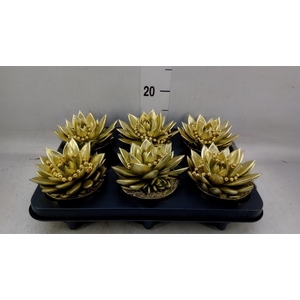 Echeveria  'Miranda'