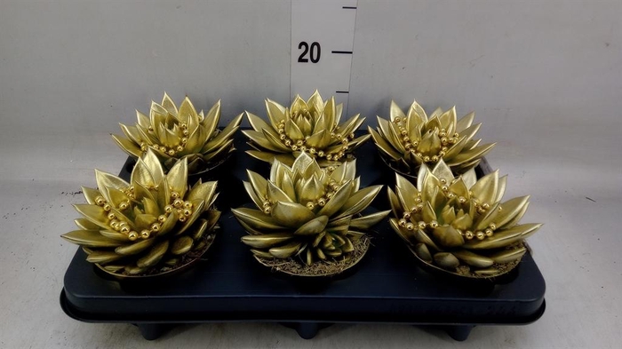 <h4>Echeveria 'Miranda'</h4>