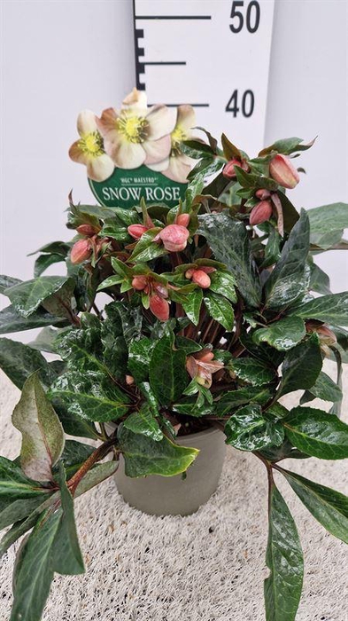 <h4>Helleborus Maestro</h4>