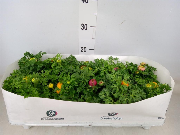 <h4>Ranunculus  'Sprinkles Dwarf'  .mix</h4>