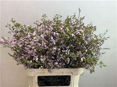 <h4>Chame Un Danc Queen</h4>