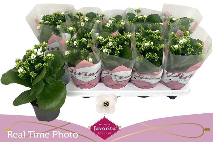 <h4>KAL EN ASTERIA WHITE</h4>