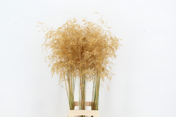 <h4>GRAS STIPA GIGANTEA GOLD</h4>