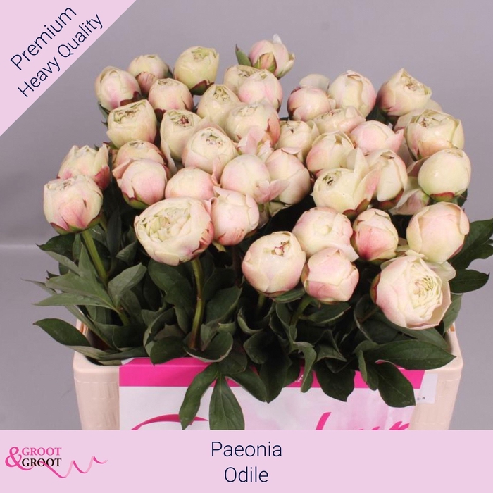 <h4>PAEONIA LACT. 'ODILE' PAEONIA ODILE</h4>