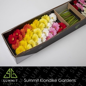 GE MI MIXED SPRINGFEVER