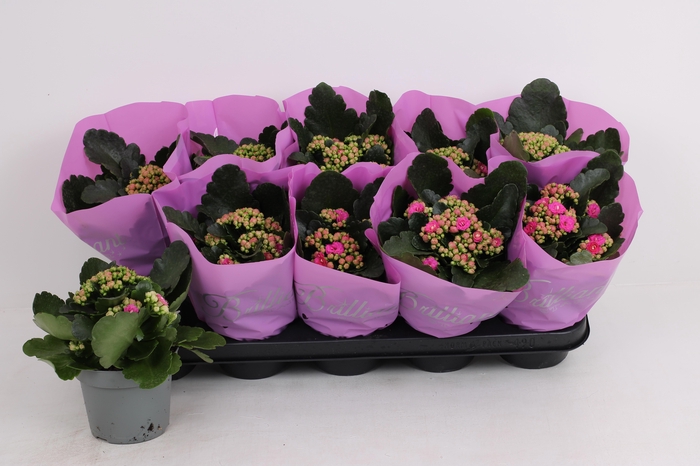 <h4>KAL GE LENA</h4>