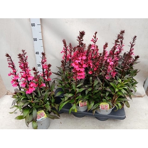 Lobelia Fan Cinnabar pink 15Ø 48cm