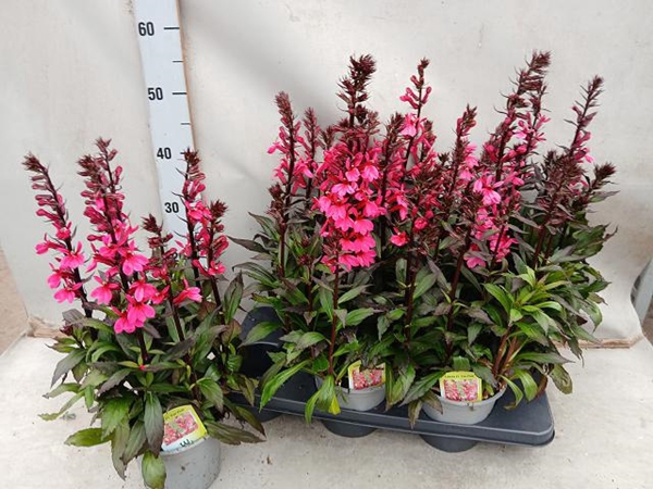 Lobelia Fan Cinnabar pink 15Ø 48cm