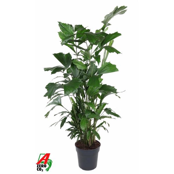<h4>Caryota mitis</h4>