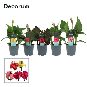 Canna Mix (Decorum)