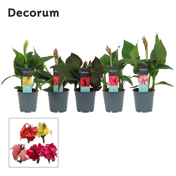 <h4>Canna Mix (Decorum)</h4>